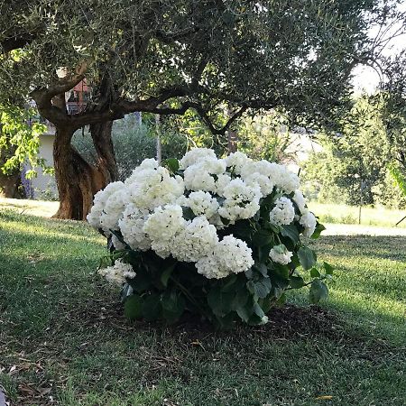 Antica Fonte Holiday Home Tavullia Exterior photo